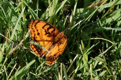 Catacroptera cloanthe cloanthe
