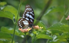 Graphium leonidas leonidas
