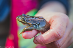 Rana pretiosa