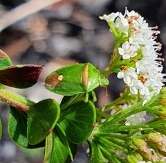 Ocirrhoe unimaculata