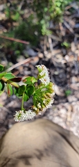 Ocirrhoe unimaculata