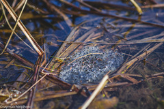 Rana pretiosa