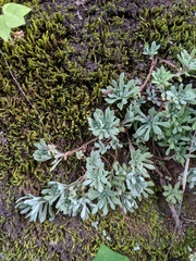 Sedum glaucophyllum