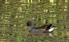 Paragallinula angulata