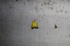Marimatha botyoides