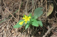 Lactuca raddeana