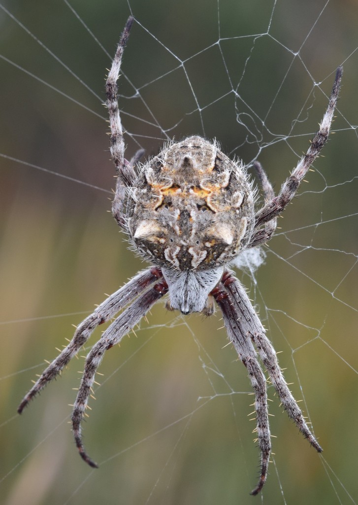 Outback Orb-weavers