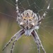 Outback Orb-Weavers - Photo (c) Mike and Cathy Beamish, some rights reserved (CC BY-NC), uploaded by Mike and Cathy Beamish