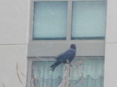 Corvus brachyrhynchos
