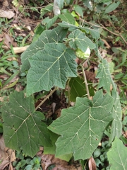 Solanum aculeatissimum