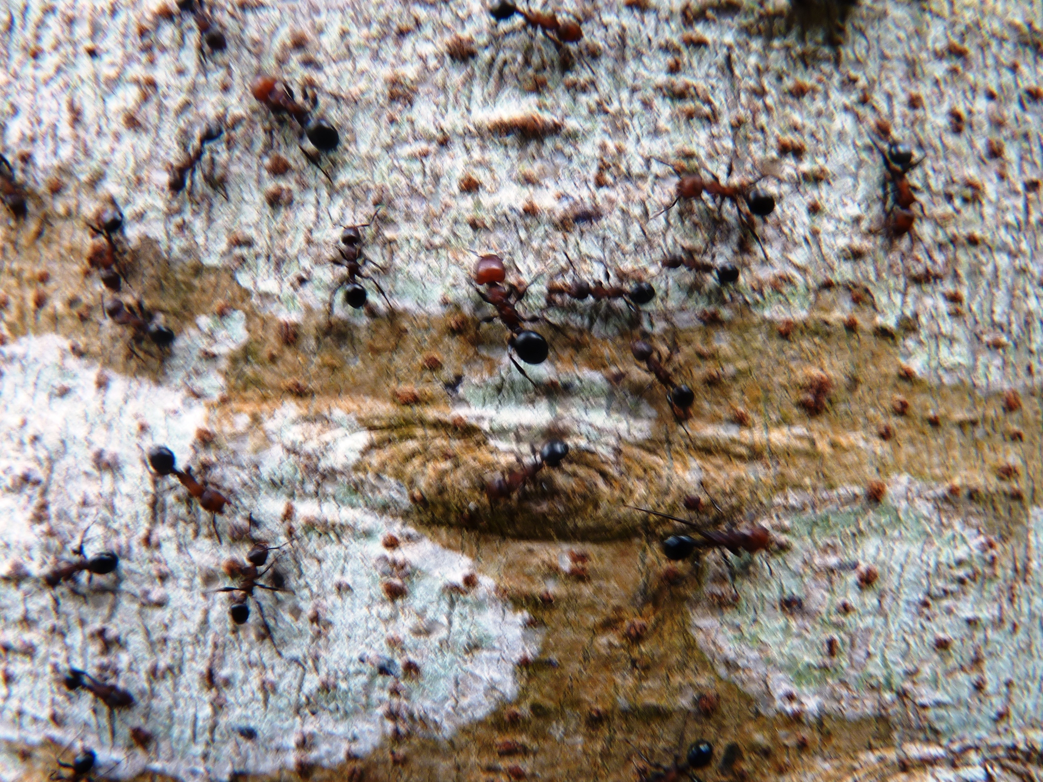 Atopomyrmex cryptoceroides