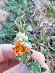 Sphaeralcea lindheimeri