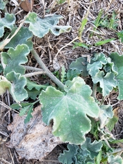Sphaeralcea lindheimeri