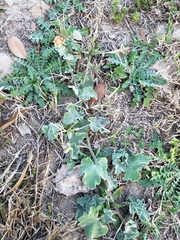 Sphaeralcea lindheimeri