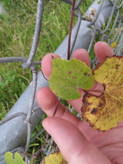 Vitis shuttleworthii