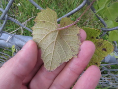 Vitis shuttleworthii
