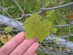 Vitis shuttleworthii