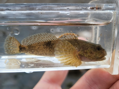 Mottled Sculpin
