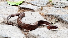 Craspedocephalus puniceus