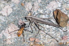 Palmodes praestans