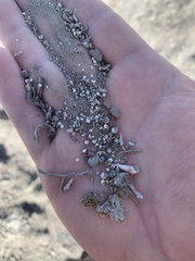 Pyrgulopsis merriami