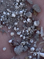 Pyrgulopsis merriami