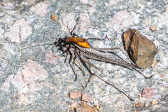 Palmodes praestans