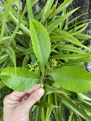 Elaeodendron orientale