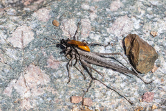 Palmodes praestans
