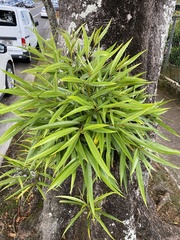 Elaeodendron orientale