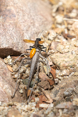 Palmodes praestans
