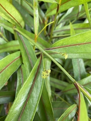 Elaeodendron orientale