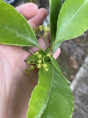 Elaeodendron orientale