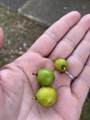 Elaeodendron orientale