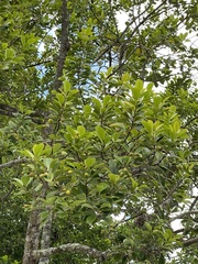 Elaeodendron orientale