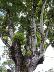 Elaeodendron orientale