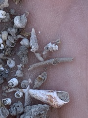 Tryonia clathrata