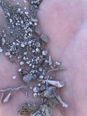Tryonia clathrata