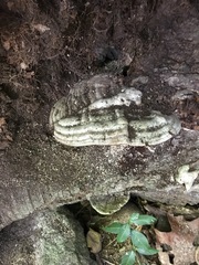 Mycorrhaphium adustum