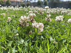 Trifolium repens