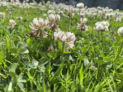 Trifolium repens