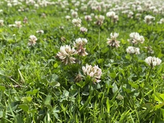 Trifolium repens