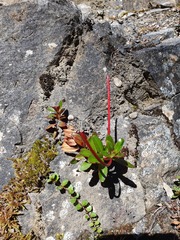 Epilobium petraeum