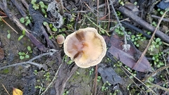 Meottomyces dissimulans