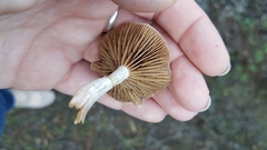 Meottomyces dissimulans