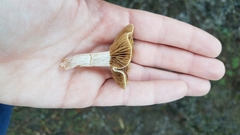 Meottomyces dissimulans