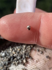 Pyrgulopsis merriami