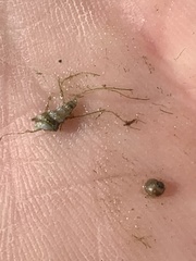 Pyrgulopsis merriami