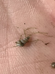 Tryonia clathrata
