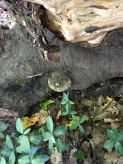 Mycorrhaphium adustum